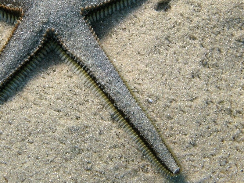 Astropecten platyacanthus (Philippi, 1837)